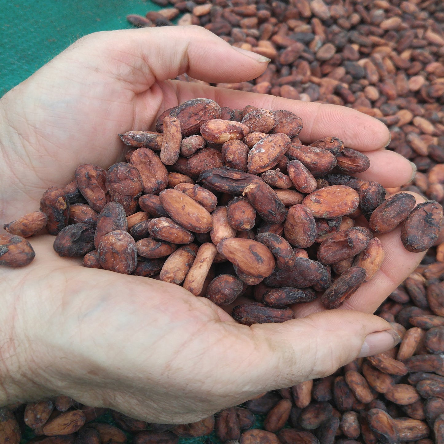 Captain's Chocolate