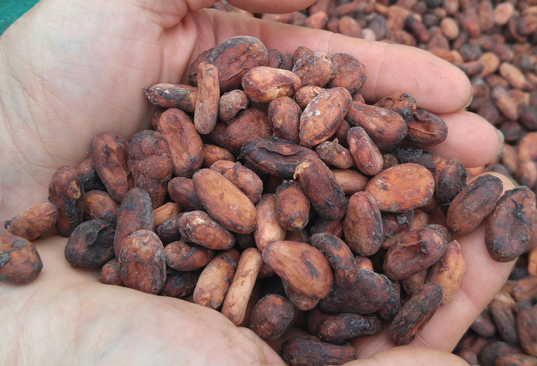 cupped hands holding roasted cacao beans